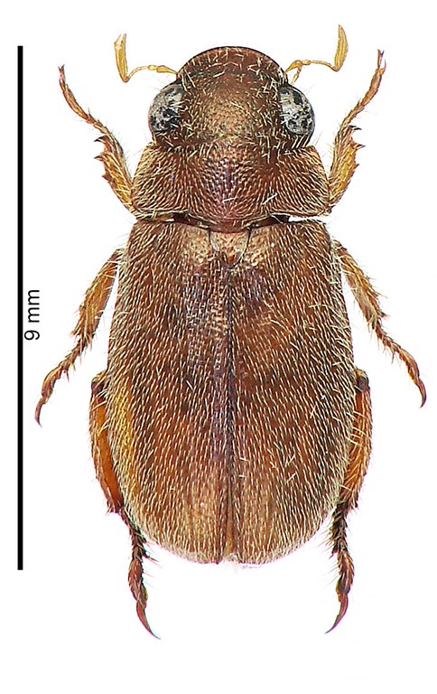 Adoretus (Adoretus) khmerus Ht D Adoretus (Adoretus) khmerus Ht D