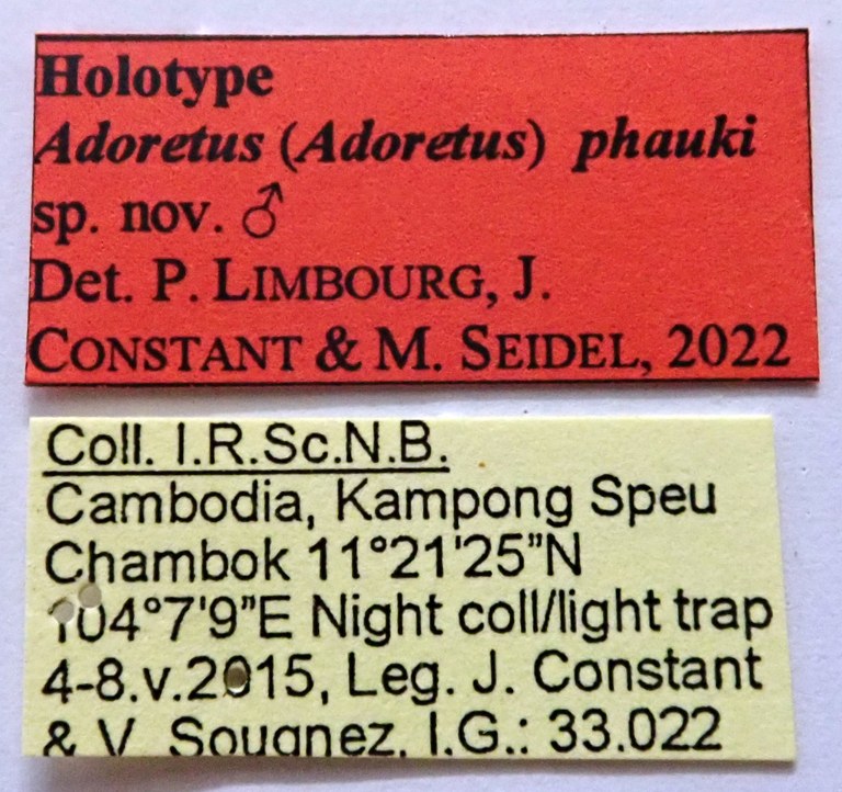 Adoretus (Adoretus) phauki Ht labels Adoretus (Adoretus) phauki Ht labels