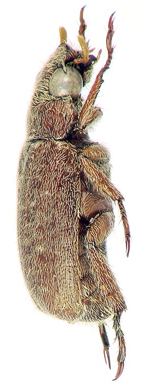 Adoretus (Adoretus) phauki Ht L Adoretus (Adoretus) phauki Ht L