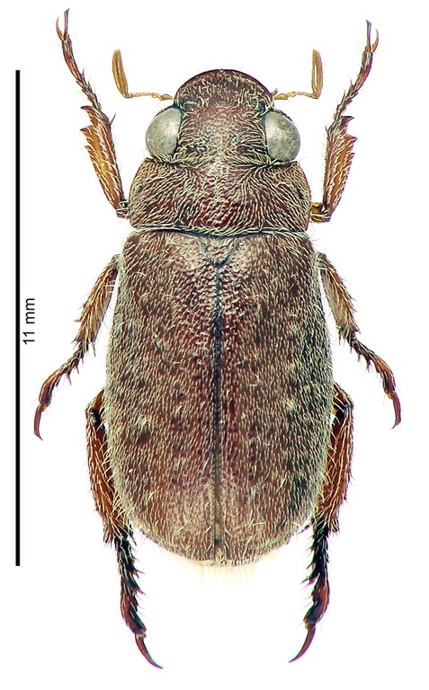 Adoretus (Adoretus) phauki Ht D Adoretus (Adoretus) phauki Ht D