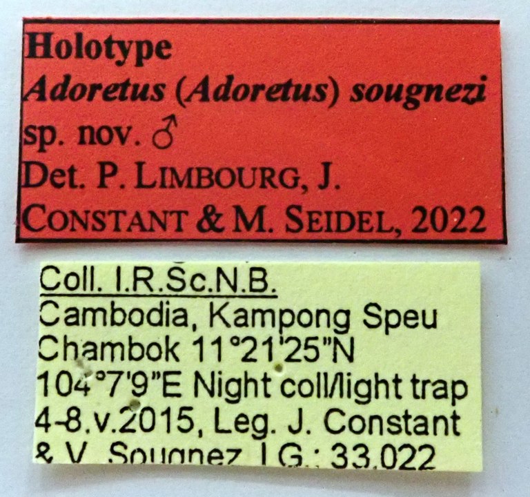 Adoretus (Adoretus) sougnezi Ht labels Adoretus (Adoretus) sougnezi Ht labels