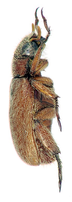 Adoretus (Adoretus) sougnezi Ht L Adoretus (Adoretus) sougnezi Ht L