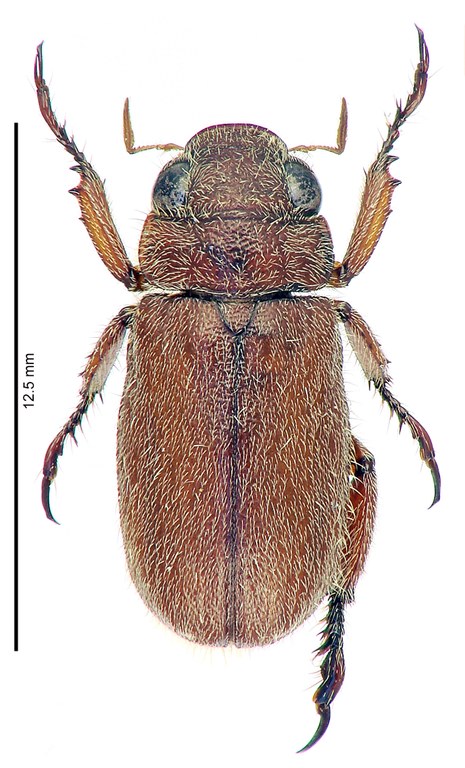 Adoretus (Adoretus) sougnezi Ht D Adoretus (Adoretus) sougnezi Ht D