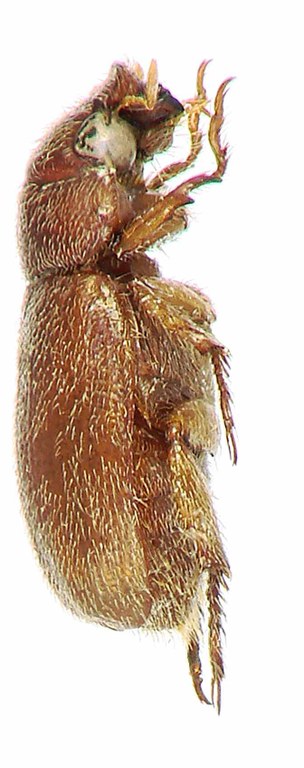Adoretus (Adoretus) husemanni Pt L Adoretus (Adoretus) husemanni Pt L