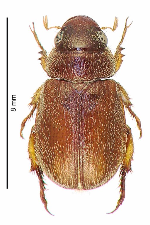 Adoretus (Adoretus) husemanni Pt D Adoretus (Adoretus) husemanni Pt D
