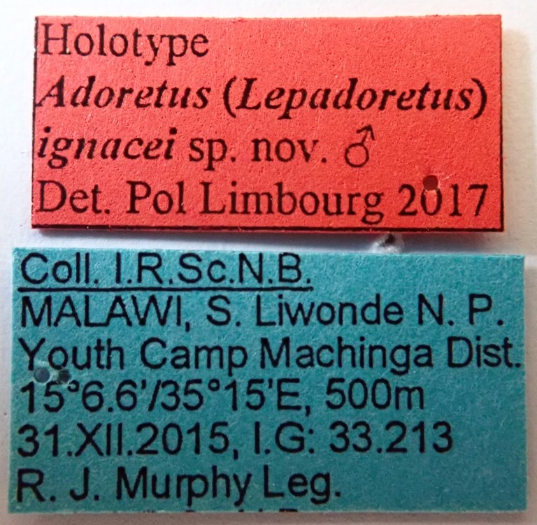 Adoretus (Lepadoretus) ignacei Ht labels Adoretus (Lepadoretus) ignacei Ht labels