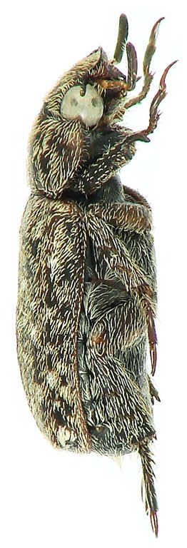 Adoretus (Lepadoretus) ignacei Ht L Adoretus (Lepadoretus) ignacei Ht L