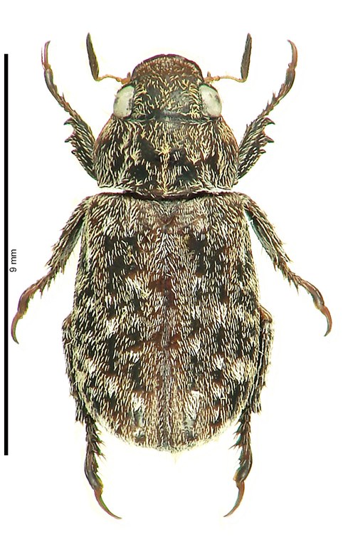 Adoretus (Lepadoretus) ignacei Ht D Adoretus (Lepadoretus) ignacei Ht D