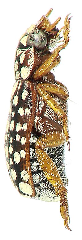 Adoretus (Lepadoretus) nathaliae Ht L Adoretus (Lepadoretus) nathaliae Ht L