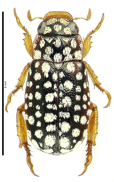 Adoretus (Lepadoretus) nathaliae Ht D Adoretus (Lepadoretus) nathaliae Ht D