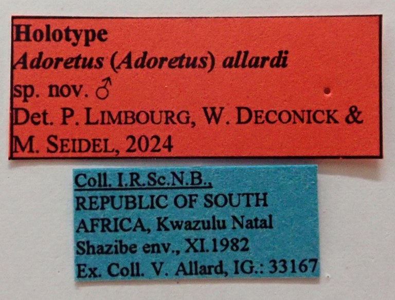Adoretus (Adoretus) allardi Ht labels Adoretus (Adoretus) allardi Ht labels