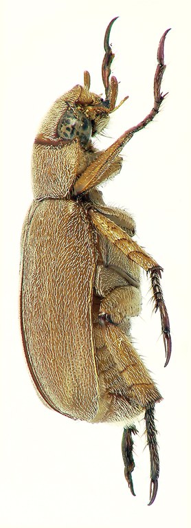Adoretus (Adoretus) allardi Ht L Adoretus (Adoretus) allardi Ht L