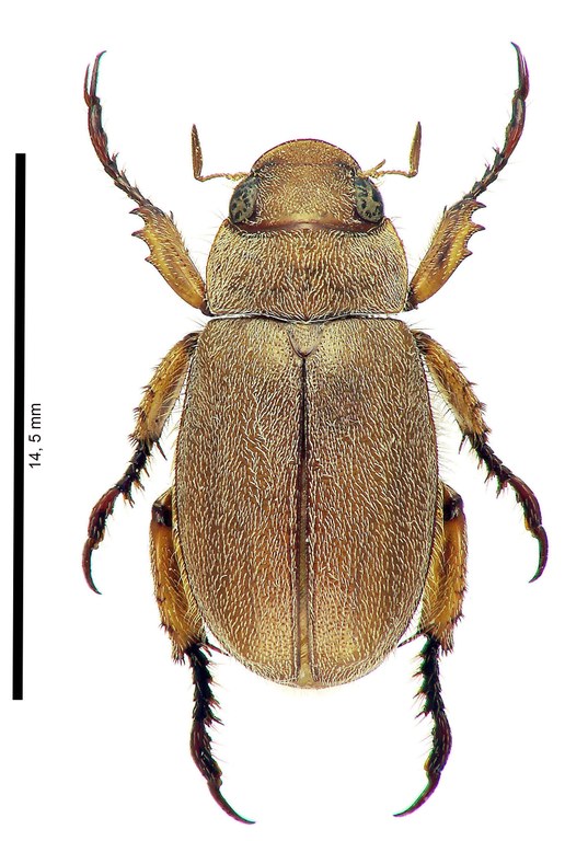 Adoretus (Adoretus) allardi Ht D Adoretus (Adoretus) allardi Ht D
