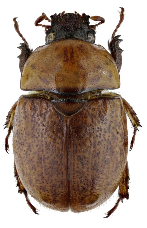 Dicaulocephalus feae 20462zs80.jpg Dicaulocephalus feae 20462zs80.jpg