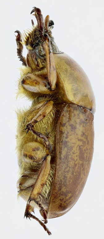 Dicaulocephalus feae 20542zs68.jpg Dicaulocephalus feae 20542zs68.jpg