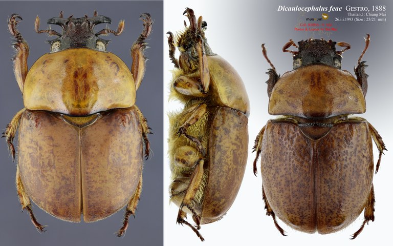 Dicaulocephalus feae.jpg Dicaulocephalus feae.jpg