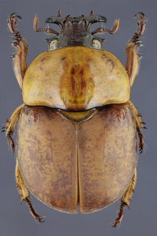 Dicaulocephalus feae 20481zspdr66.jpg Dicaulocephalus feae 20481zspdr66.jpg