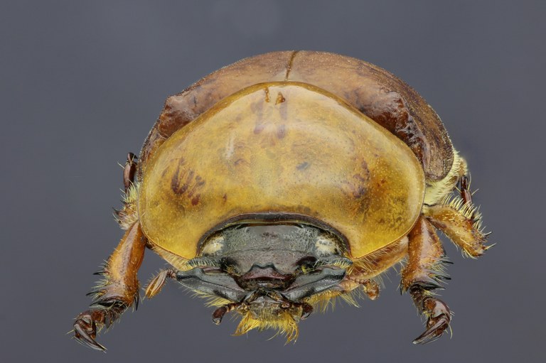 Dicaulocephalus feae 20507zs41.jpg Dicaulocephalus feae 20507zs41.jpg