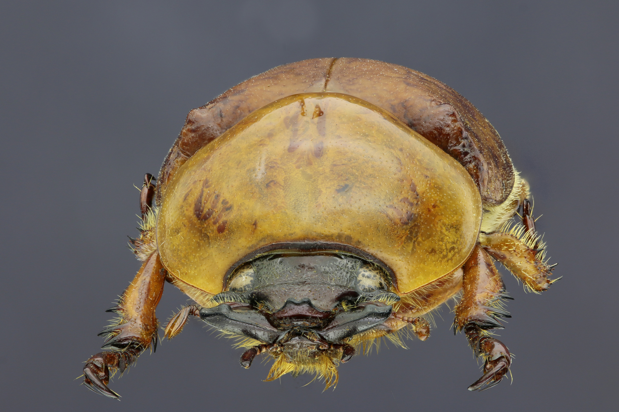 Dicaulocephalus feae 20507zs41.jpg