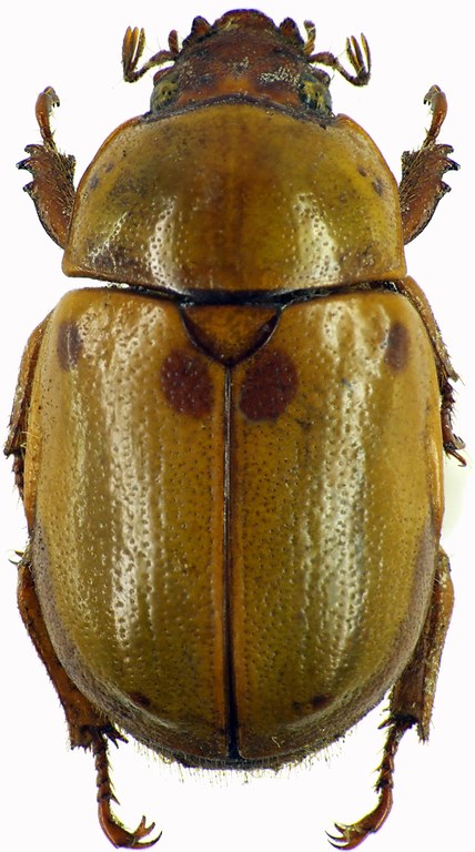Fruhstorferia sexmaculata 28598cz04.jpg Fruhstorferia sexmaculata 28598cz04.jpg