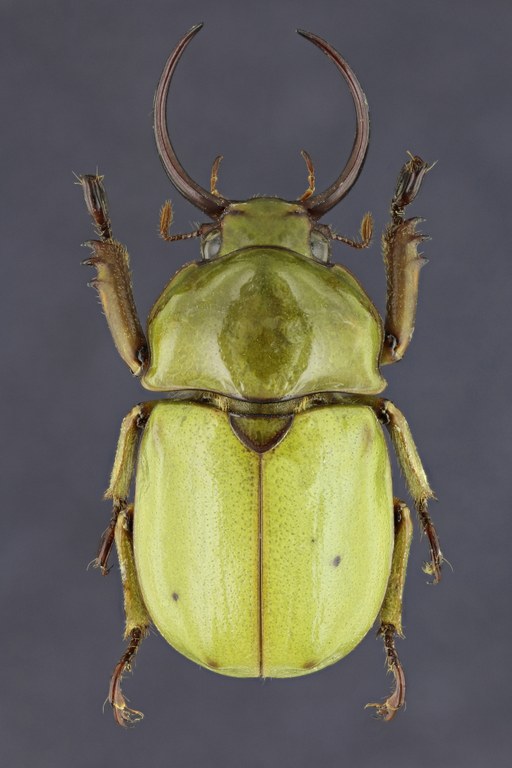 Fruhstorferia sexmaculata 21021zs30.jpg Fruhstorferia sexmaculata 21021zs30.jpg