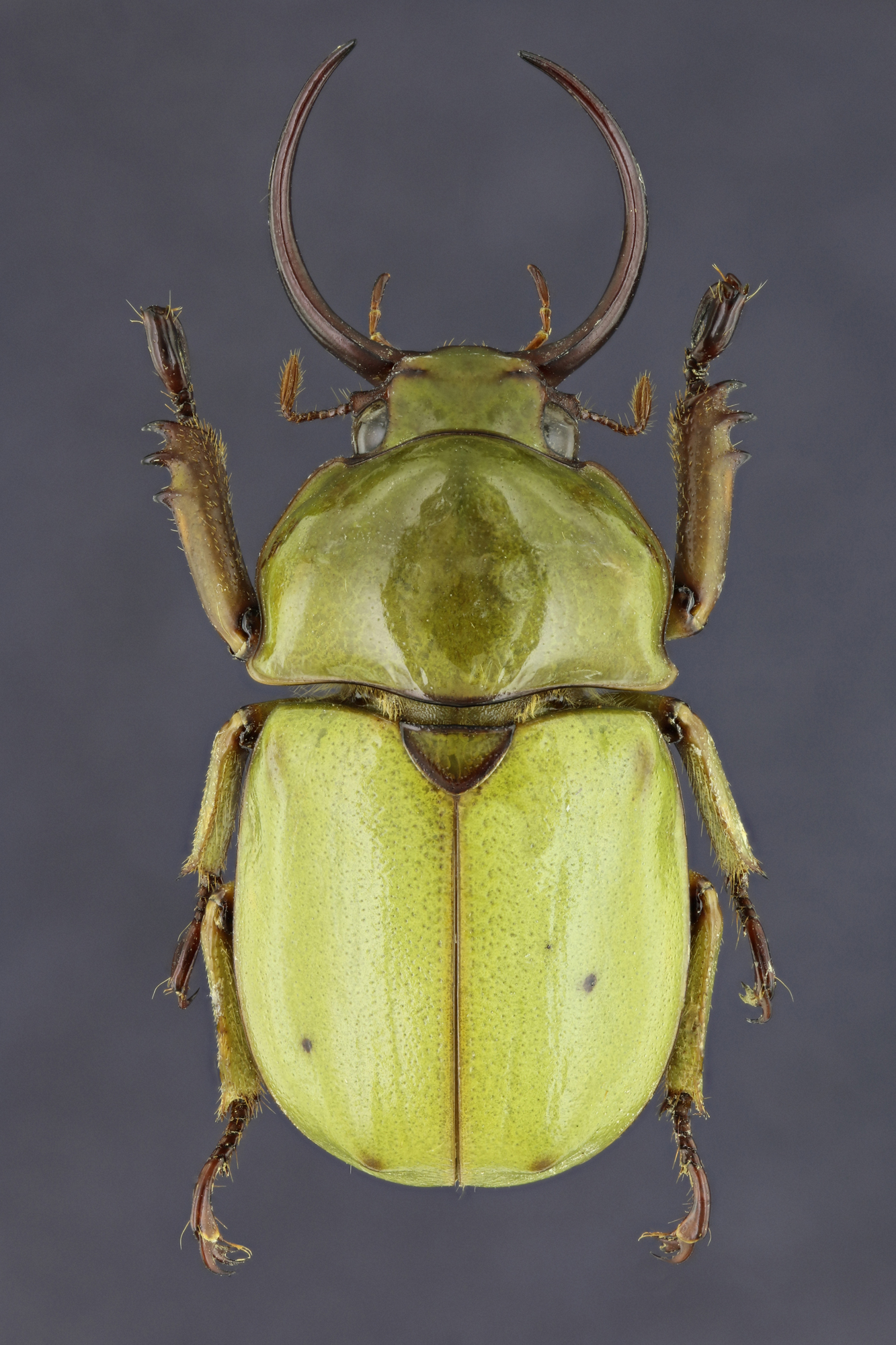 Fruhstorferia sexmaculata 21021zs30.jpg