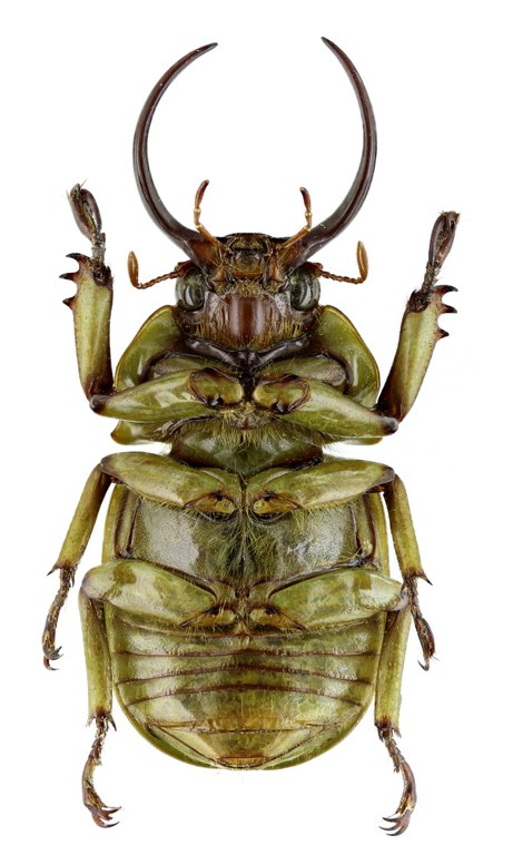 Fruhstorferia sexmaculata 21031zs42.jpg Fruhstorferia sexmaculata 21031zs42.jpg