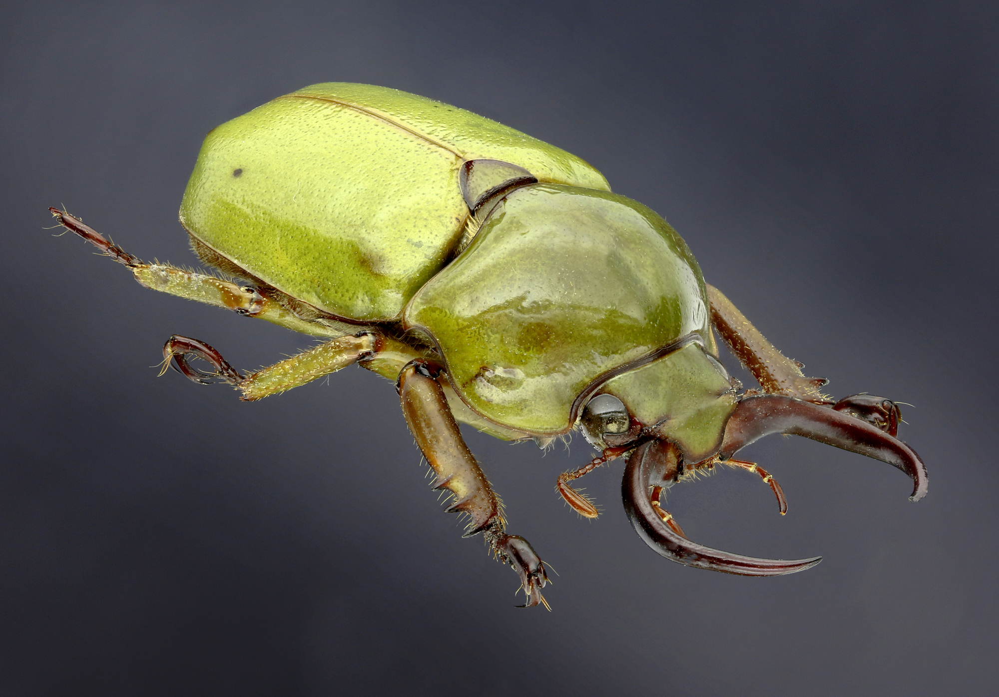 Fruhstorferia sexmaculata 21043zspdr71.jpg