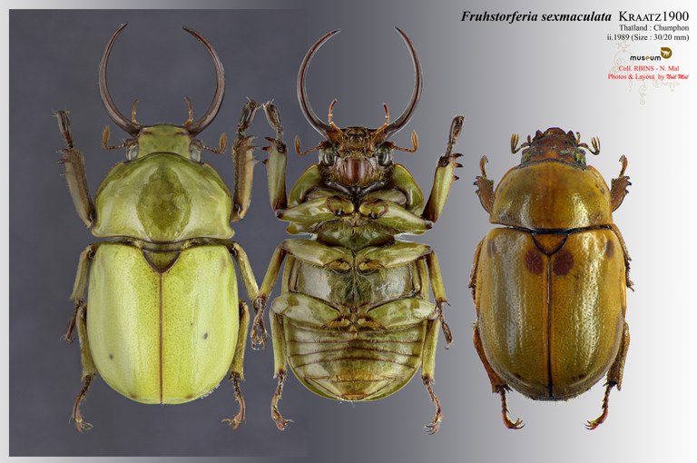 Fruhstorferia sexmaculata.jpg Fruhstorferia sexmaculata.jpg