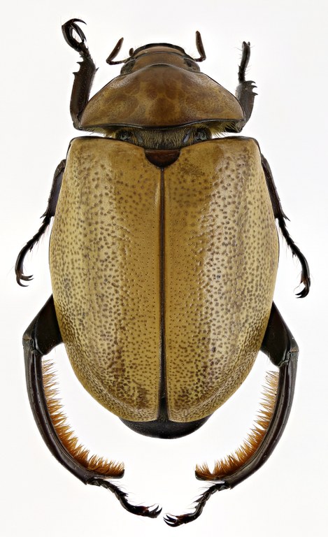 Heterosternus oberthueri 58532zs60.jpg Heterosternus oberthueri 58532zs60.jpg