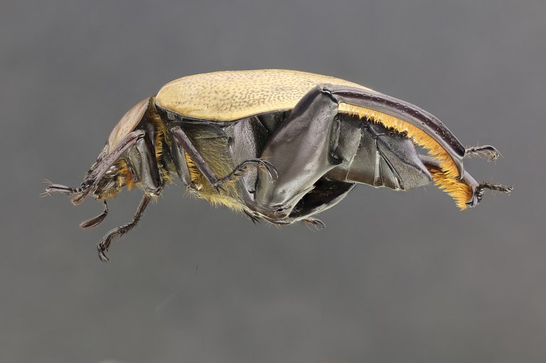 Heterosternus oberthueri 58652zs80.jpg Heterosternus oberthueri 58652zs80.jpg