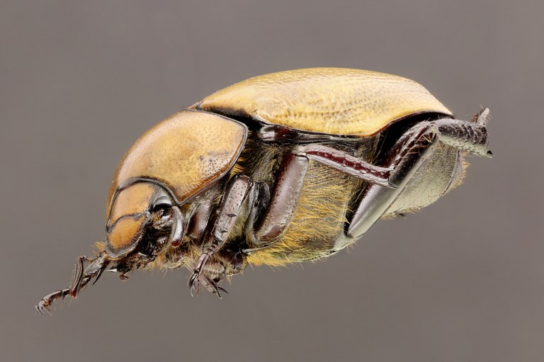 Heterosternus oberthueri 58526zs69.jpg Heterosternus oberthueri 58526zs69.jpg