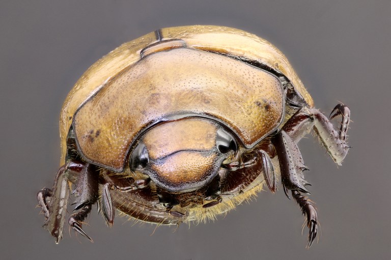 Heterosternus oberthueri 58570zs16.jpg Heterosternus oberthueri 58570zs16.jpg