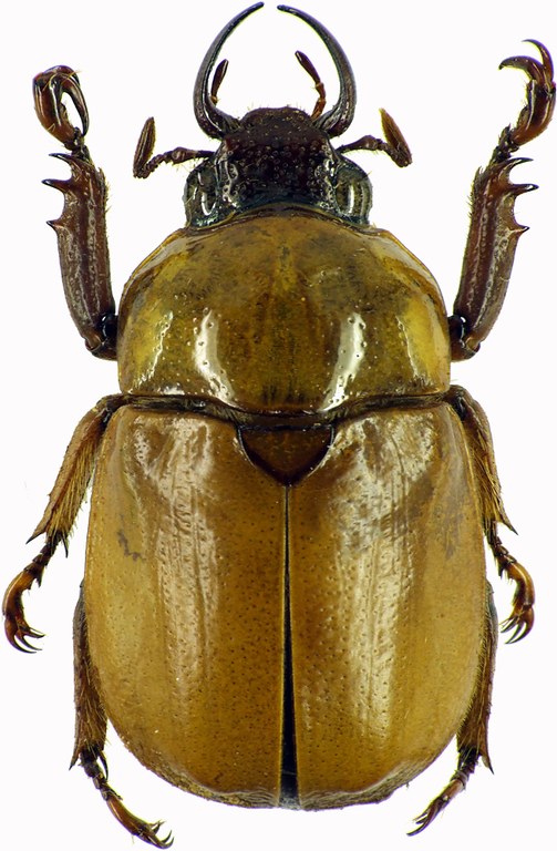 Kinagoganea kinabaluensis 29200cz04.jpg
