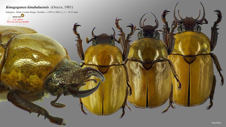 Kinagoganea kinabaluensis.jpg