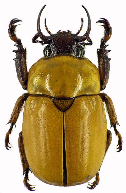 Kinagoganea kinabaluensis 28352cz56.jpg
