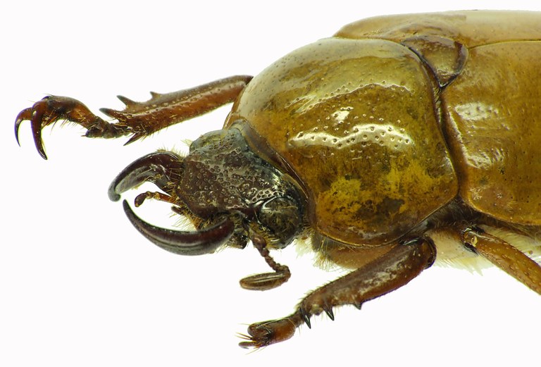 Kinagoganea kinabaluensis 29205cz10.jpg Kinagoganea kinabaluensis 29205cz10.jpg
