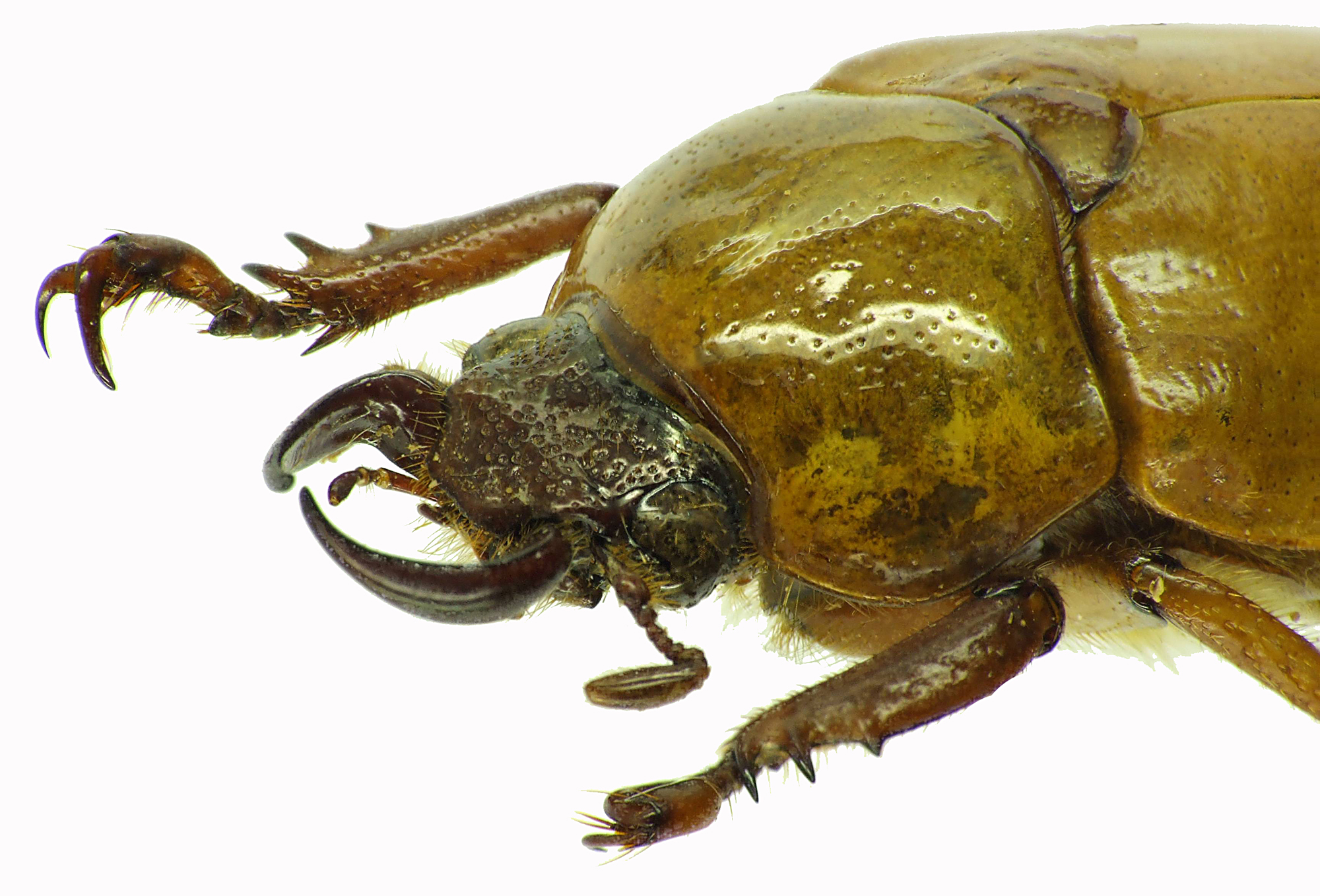 Kinagoganea kinabaluensis 29205cz10.jpg