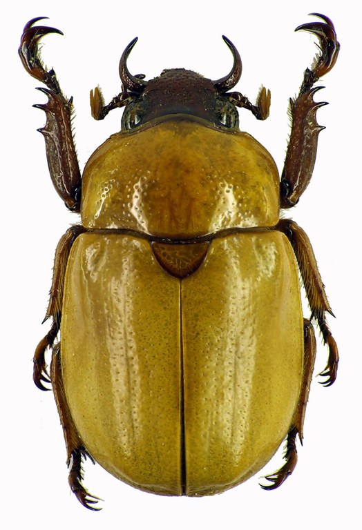Kinagoganea kinabaluensis 28357cz61.jpg