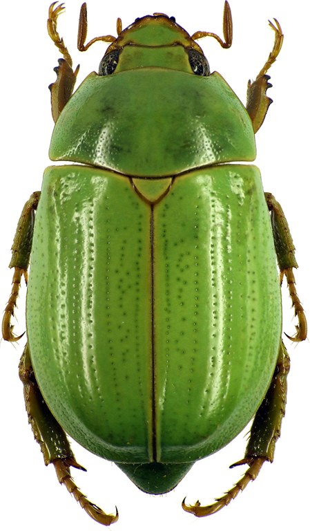 Macropoidelimus mniszechi 26377cz82.jpg Macropoidelimus mniszechi 26377cz82.jpg