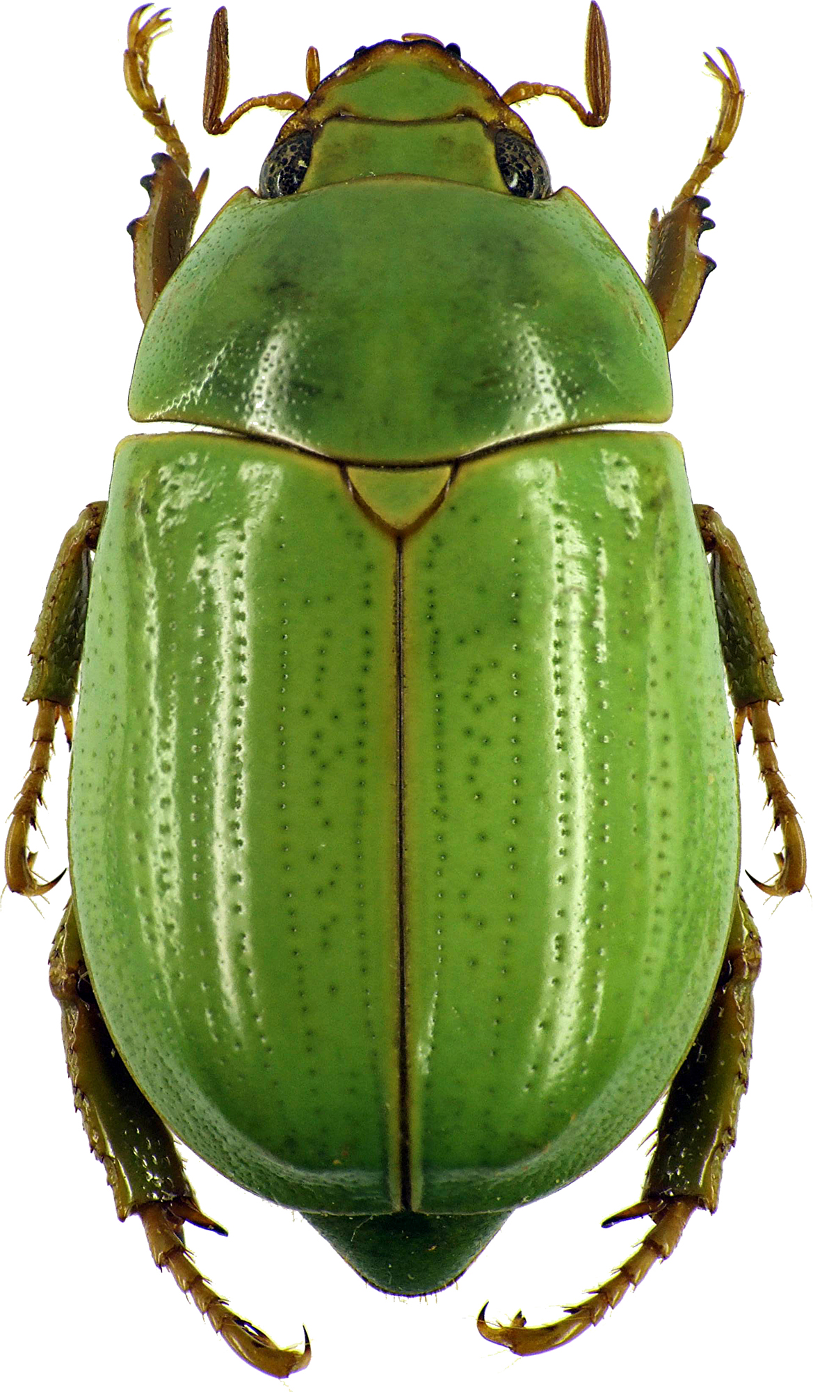 Macropoidelimus mniszechi 26377cz82.jpg