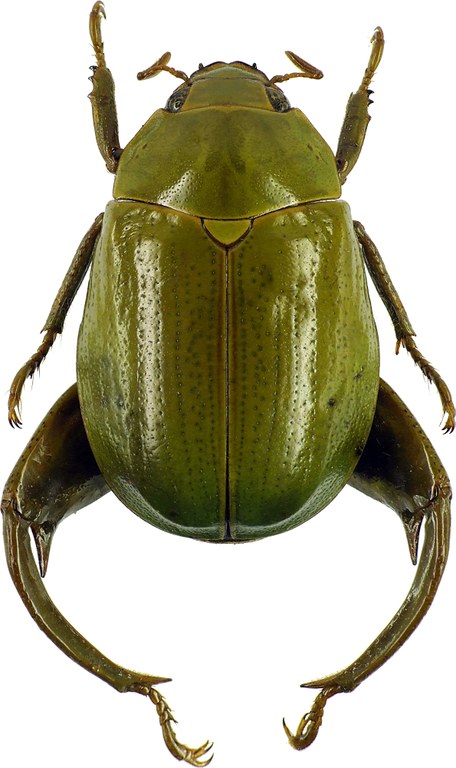 Macropoidelimus mniszechi 26383cz90.jpg Macropoidelimus mniszechi 26383cz90.jpg