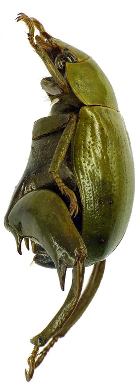 Macropoidelimus mniszechi 26391cz99.jpg Macropoidelimus mniszechi 26391cz99.jpg