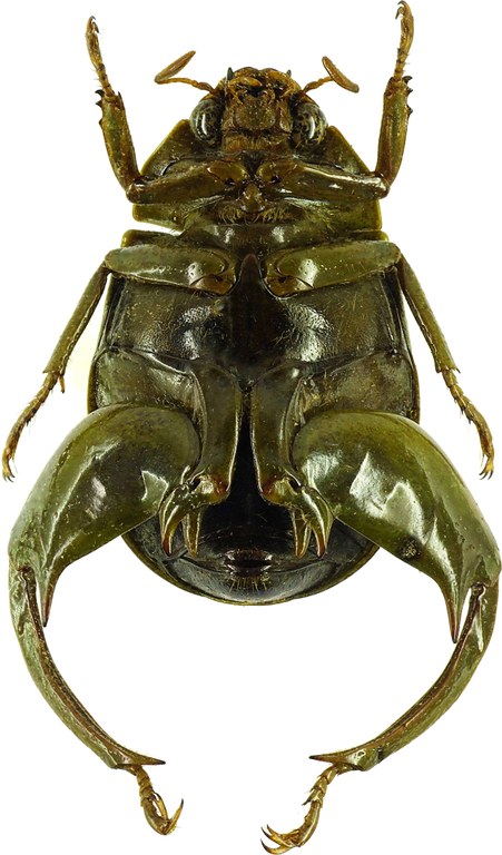 Macropoidelimus mniszechi 26400cz05.jpg Macropoidelimus mniszechi 26400cz05.jpg