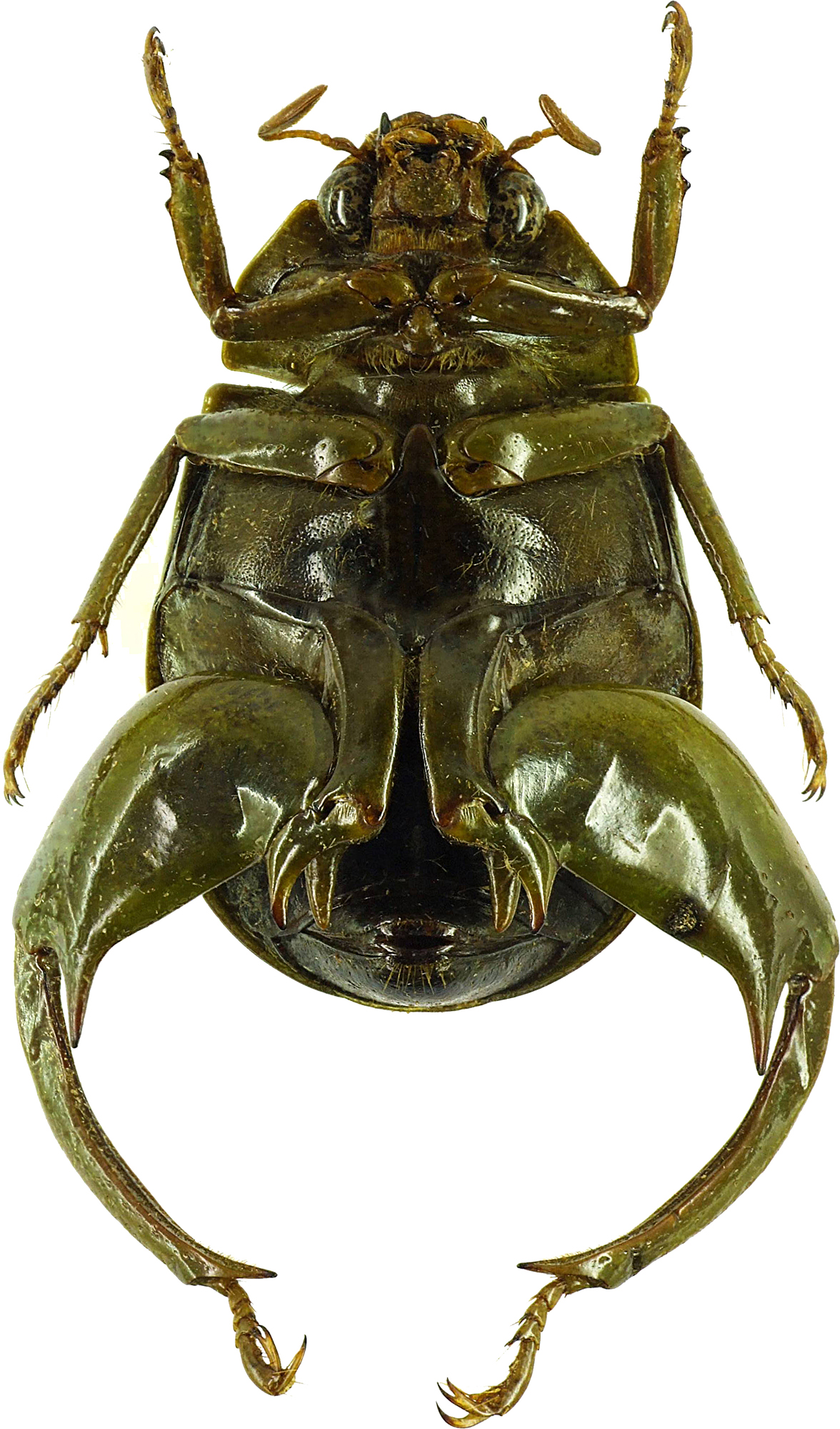 Macropoidelimus mniszechi 26400cz05.jpg