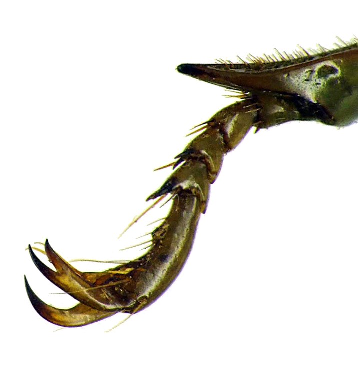 Macropoidelimus mniszechi 26406cz09.jpg Macropoidelimus mniszechi 26406cz09.jpg