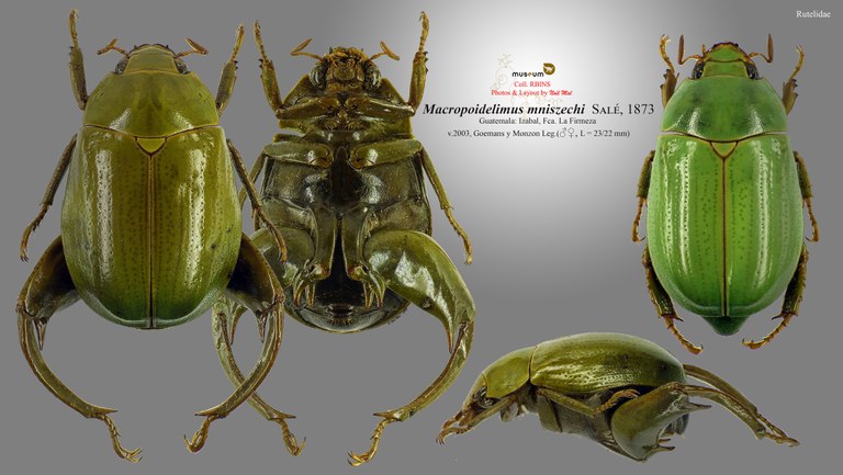 Macropoidelimus mniszechi.jpg Macropoidelimus mniszechi.jpg