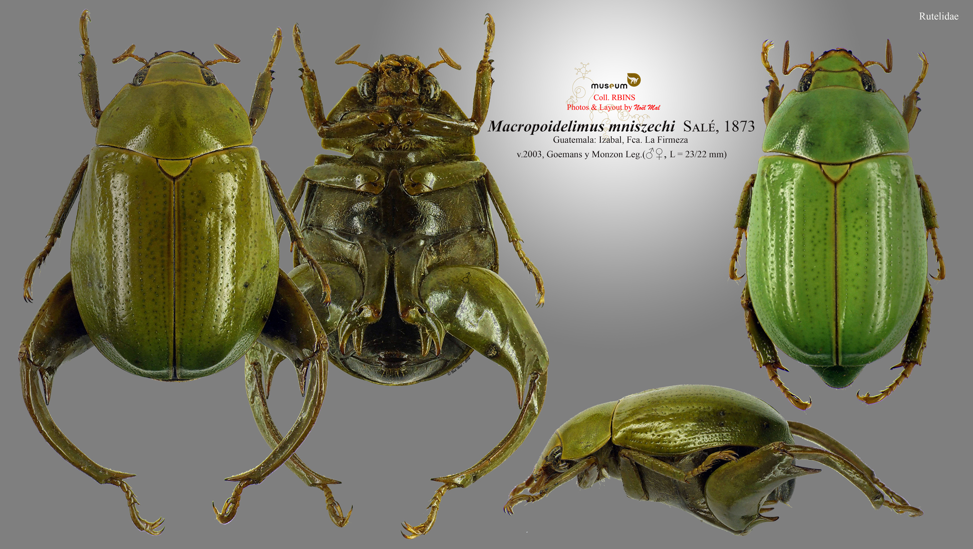 Macropoidelimus mniszechi.jpg
