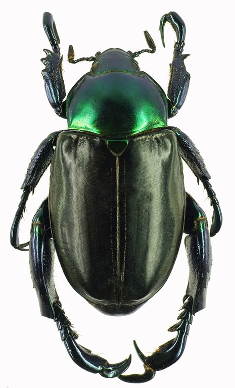 Pelidnota cyanitarsis 28517cz20.jpg