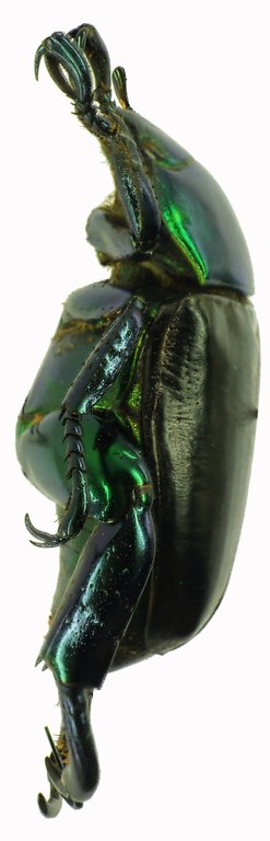 Pelidnota cyanitarsis 28521cz25.jpg